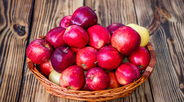 Apple fruit vitamin. Apple orchard in morning. Autumn fruit farming. Health and diet. Summer harvest. Harvest in autumn orchard. Apple fruit. Orchard with ripe apple in basket. Organic apples