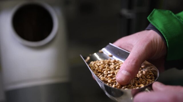 Close up of brewer's hands holding a scoop of malted barley, pouring the whole grains into a mill to prepare for the mashing process in a craft brewery, a crucial step in beer making