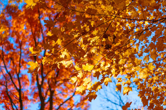 Autumn beauty of nature. Fall season nature. Fall leaves of tree. Autumn tree. Nature in fall season. Autumnal sunny day. Seasonal leaves on tree. Natural autumn leaves. Sweater weather