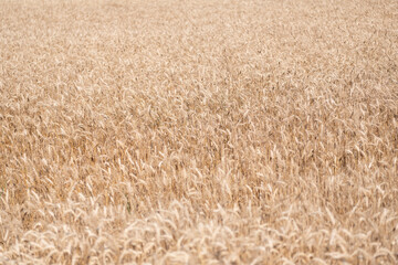 Fototapeta premium Barley grain and spikelet. Wheat ears background. Ripe barley field. Barley grain harvest. Crop harvest in summer. Agriculture field with ripe wheat harvest. Countryside farming