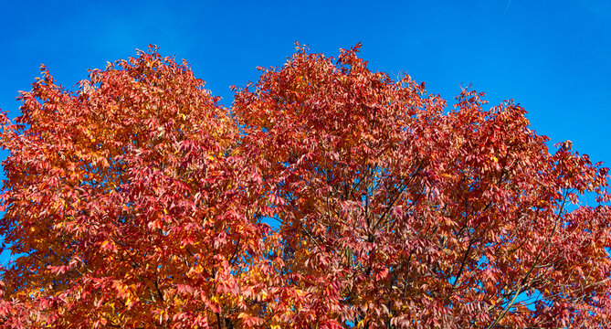 Autumn leaves on park trees. Leaves orange color. Nature fall season. Fall season weather. Red autumn leaf natural foliage. Autumn nature. Red leaves in forest. Seasonal autumnal tree