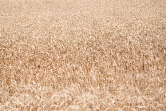 Barley grain and spikelet. Wheat ears background. Ripe barley field. Barley grain harvest. Crop harvest in summer. Agriculture field with ripe wheat harvest. Countryside farming