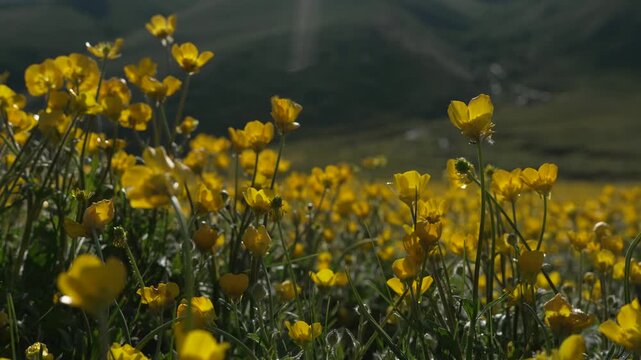 Vibrant Yellow Flowers, Alpine Meadow, Bright Sunlight and Dewdrops