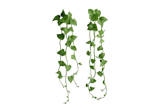 Two trailing ivy vines with fresh green leaves hanging downward