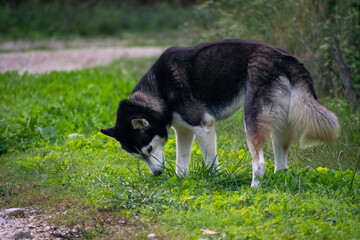 Black and white husky dog sniffing ground in green grass field with blurred natural background © AgioiDouloi