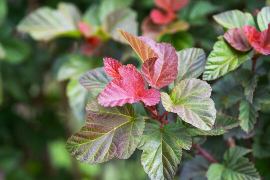 Closeup of young red and green ninebark shrub leaves in garden.