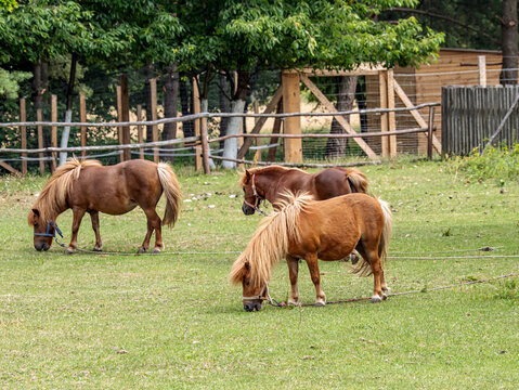 Three Shetland Ponies Grazing in a Sunny Pasture on a Rustic Farm Near Wooden Fencing