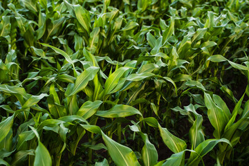 Naklejka premium Young corn plants growing in field, vibrant green leaves showing healthy agriculture and prosperous farming