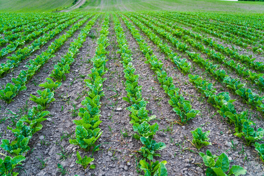 Green sugar beet plants growing in rows on agricultural field, symbolizing sustainable farming and growth