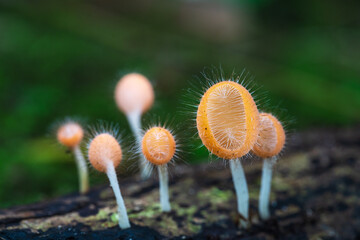 Cookeina tricholoma(Mont.),          the strange of mushroom in the rainy season in tropical forest. © Nakornthai