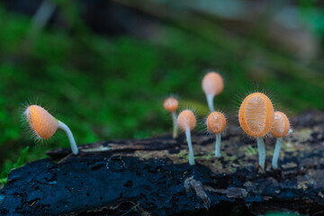 Cookeina tricholoma(Mont.),          the strange of mushroom in the rainy season in tropical forest. © Nakornthai