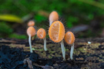 Cookeina tricholoma(Mont.),          the strange of mushroom in the rainy season in tropical forest. © Nakornthai