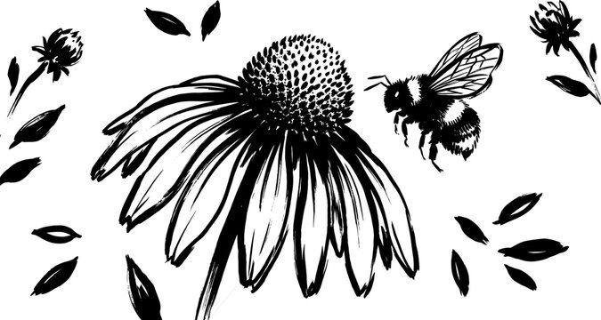 Minimalist hand-drawn ink illustration of a bee flying toward a blooming echinacea flower