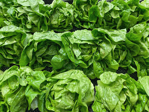 Fresh green leafy lettuce arranged closely together, highlighting crisp textured leaves and healthy salad ingredients.