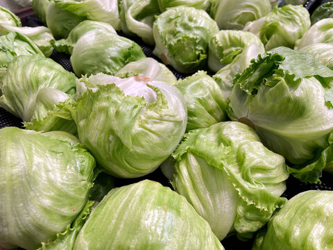 Fresh iceberg lettuce heads displayed together, showing crisp pale green leaves and natural layered textures for healthy food concepts.