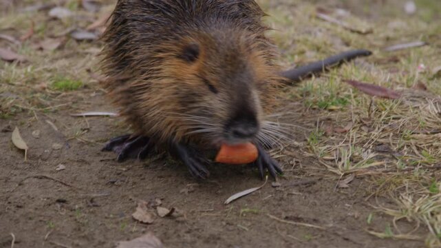 Wet coypu takes a carrot from a hand and stands upright on the muddy bank to eat, orange incisors visible, then walks across the grass and slips into the water.