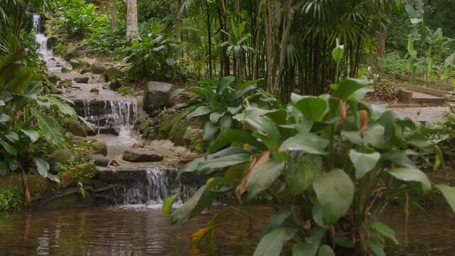 Waterfall steps down a rocky slope into a dark pond, broad tropical leaves and slender palms crowding both banks in flat green light.