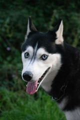 Portrait of a happy black and white Siberian Husky dog with piercing blue eyes and open mouth smiling outdoors in a green garden park with blurred nature background. © AgioiDouloi