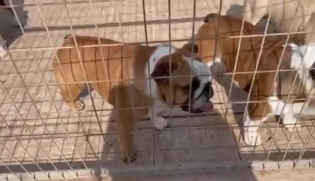 Energetic bulldog group playing inside a metal enclosure captures active pet lifestyle in this delightful high definition video motion footage showcasing cute dogs moving around freely
