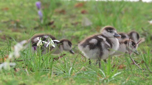 Egyptian Goose (Alopochen aegyptiaca) young goslings in spring. June, Kent, UK [Slow motion x4]