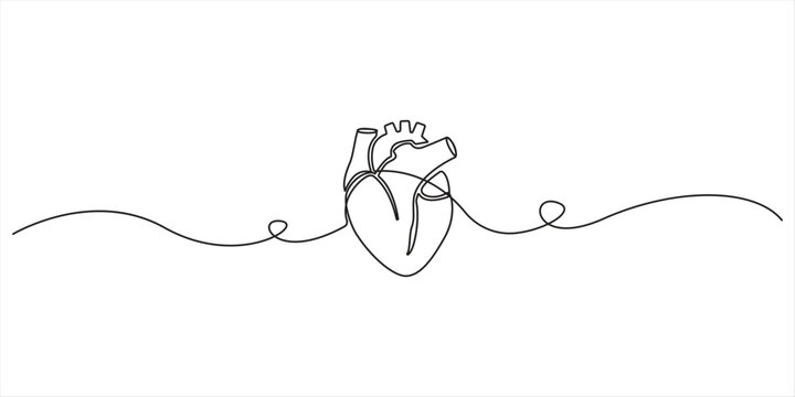 Single continuous line art anatomical human heart silhouette. Healthy medicine concept design one sketch outline drawing vector illustration. Heart hand drawn. Heart continuous line drawing. Single co