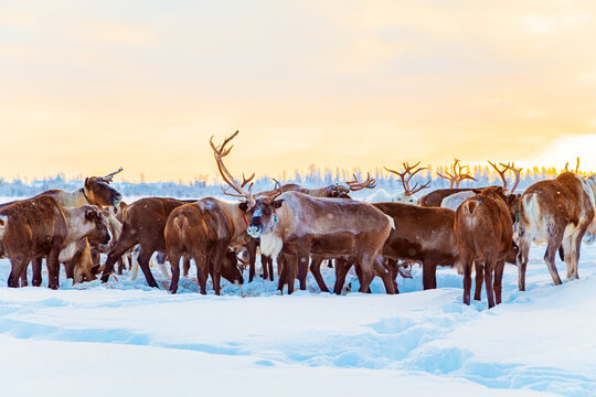 A herd of reindeer in the snowy tundra. Life in the Arctic.