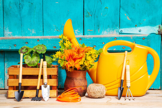 Garden tools and bright flowers on a turquoise wooden background outdoors.