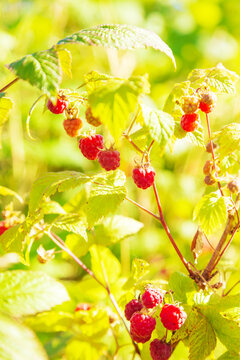 Fresh juicy ripe raspberries on a branch.