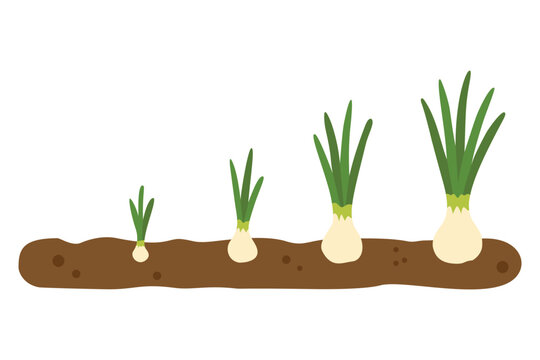 Green Onion Growth Stages Clipart, Scallion Plant Life Cycle Vector Diagram