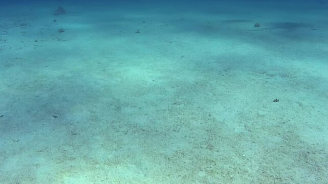 A sequence of underwater views capturing the sandy substrate and aquatic plants from a shallow ocean region. The area is illuminated by natural sunlight, revealing marine features.