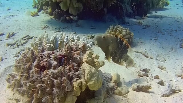 Underwater observation of a grouper moving near a sandy seabed and coral formation during daylight hours.