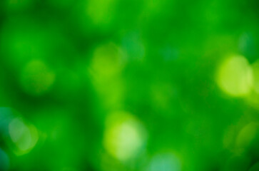 Green bokeh background from nature forest out of focus © photolink