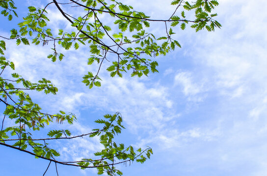 spring green leaves background in sunny day