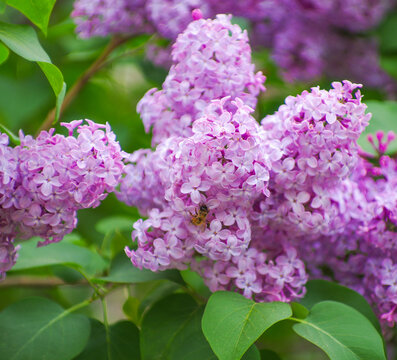 Lilac blossoming branches, Selective focus