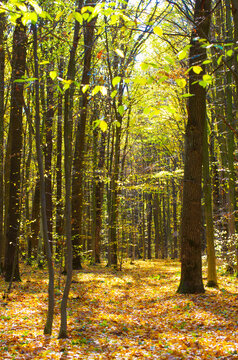 Golden autumnal forest with sunbeams