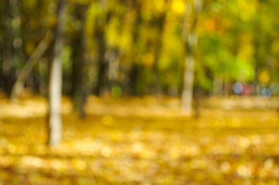 Autumn golden forest, blured background.