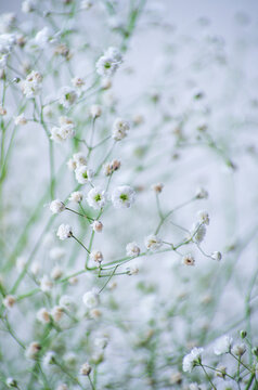 Baby's breath gypsophila flowers close-up, background.