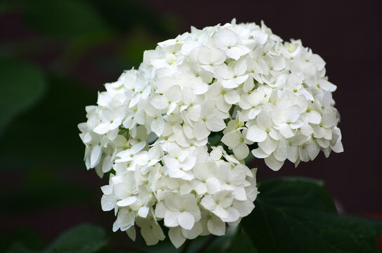 White hydrangea flowers close up