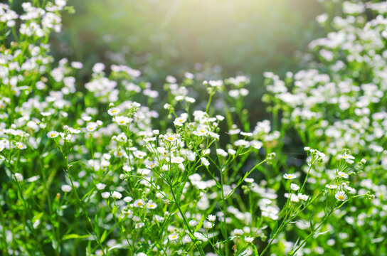 abstract blossom flowers on field