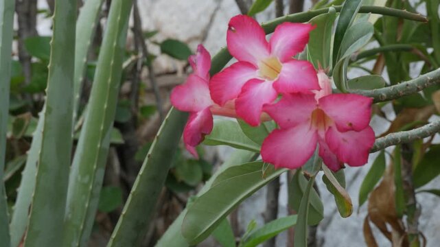 Blooming Pink Adenium Flowers and Aloe Vera