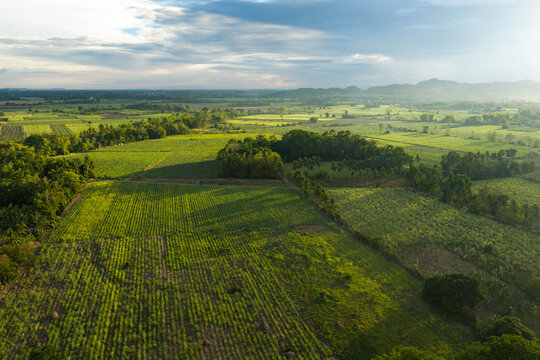 Aerial view of lush agricultural fields and sugar cane plantations under a soft golden hour sky in Barotac Nuevo, Western Visayas, Philippines.
