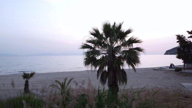 Peaceful Coastal Landscape with Sandy Beach, Palm Trees, and Gentle Waves at Twilight, Aerial