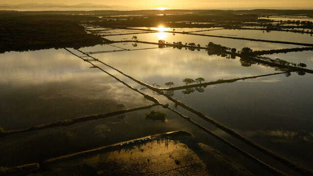 Aerial view of fish ponds reflecting the golden sunset light with narrow dikes and scattered trees in Barotac Nuevo, Western Visayas, Philippines.