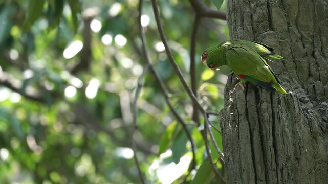 A close up shot of a mitred parakeet perching on a tree trunk in motion.