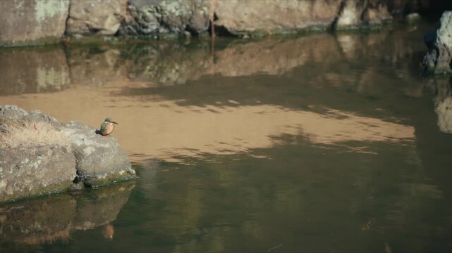 A vividly colored kingfisher watches over a still pond from a mossy rock at Kenchō-ji, Japan's oldest Zen training monastery, capturing a quiet moment of temple wildlife in Kamakura.