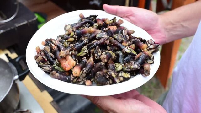 Person cooking goose barnacles in boiling water outdoors