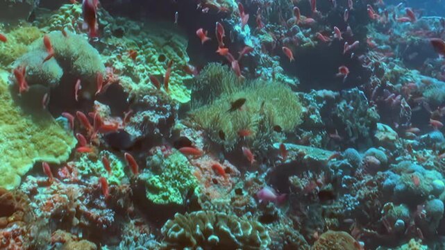 Red anthias gracefully swim through an expansive, colorful coral reef. Clear ocean water reveals a thriving ecosystem, alive with movement and brilliant hues.