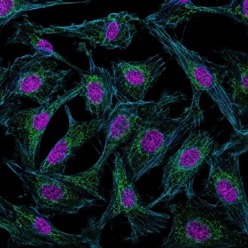 Fluorescent stained cell structures seen through a microscope