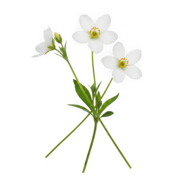 A small bunch of white flowers with green stems