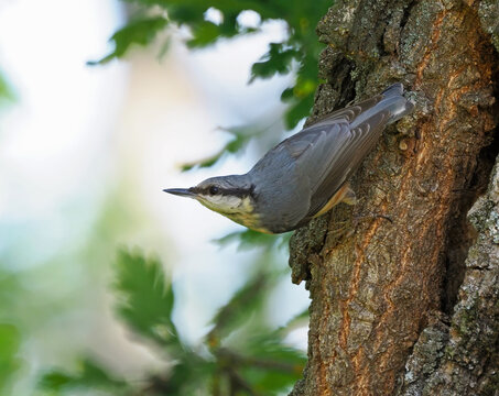 Eurasian nuthatch (Sitta europaea) climbing headfirst down a tree trunk